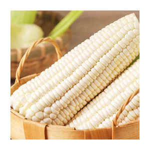 Maíz Blanco Seco Orgánico de Alta Calidad 100%, Maíz Seco Premium, Venta Directa al por Mayor desde los Países Bajos - Product Image 5