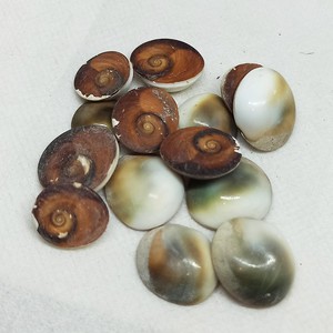 Bán buôn <span class=keywords><strong>operculum</strong></span> biển vỏ khô và sạch Mèo Mắt opercule Seashell tự nhiên hạt từ Việt Nam nhà máy - Product Image 5