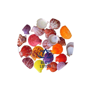 ที่ขายดีที่สุด เปลือกหอยนางรมแห้งจากเวียดนามมีสีสัน น่าสนใจ และราคาสมเหตุสมผล ฟาร์มบลูโลตัส - Product Image 1