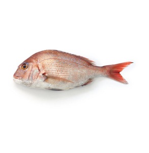 Pescado Dorsa Roja Congelada de Primera Calidad al Por Mayor a Precio Económico |   Pescado entero de branzo del Mar Rojo al por mayor - Product Image 3