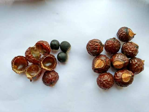 Nueces de Soapberry secas Deseeded Soapberry 1,5 libras 4 onzas aproximadamente 24 piezas Nueces de jabón 500g ÁNGULO de Vietnam - Product Image 4