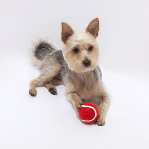Pelota Productos para mascotas, - Product Image 2