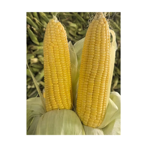 Maíz Dulce Entero IQF Envasado en Paquetes de 1KG/500G, Natural, Vaporizado/Congelado, Granos Dulces, Logotipo Personalizado, Mejor Precio de 99 Gold Data - Product Image 6