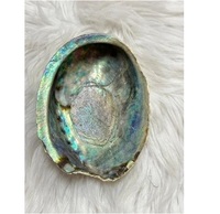 Plaques de nacre d'ormeau naturel pour la fabrication de bijoux artisanaux