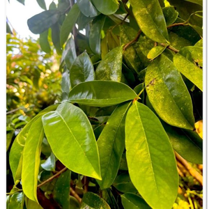 Bolsitas de Té de Hojas Secas de Guanábana y Polvo de Hoja de Guanábana, Precio Directo de Fábrica para Marcas Globales de Bebidas de Té - Product Image 4