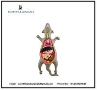 Modèle de biologie de dissection de rat mâle et femelle coeur exposé poumons foie intestins-pour l'éducation en sciences médicales