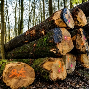 High Quality Grade a White Oak Logs | Fresh Cut European Hardwood Timber 600cm Length 0.5m Diameter for Furniture - Product Image 4