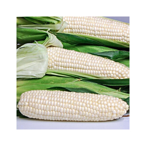 ข้าวโพดสีเหลือง, ข้าวโพดคั่ว, เห็ดข้าวโพดคั่วข้าวโพดสีขาว - Product Image 4