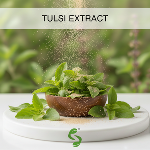 Polvo de Extracto Seco de Hoja de Tulsi para Uso en las Industrias de la Salud Natural, el Bienestar y los Productos Botánicos - Product Image 5