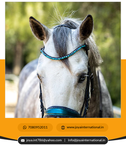 Bridon en cristal de roche de qualité supérieure à prix de gros, édition limitée, non-perpétuel - Product Image 4