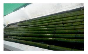 เสาไม้ไผ่คุณภาพสูงทนทานจากเวียดนามราคาถูกที่สุดสําหรับการเกษตร / อาคาร - Product Image 6