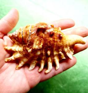 LAMPE À COQUILLE DE CONQUE SPIKE DÉCOR INTÉRIEUR COQUILLE VINTAGE GRANDE CONQUE CADEAU DE MARIAGE EN GROS COQUILLE NATURELLE - Product Image 2