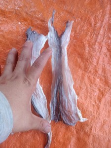 Proveedor de Vietnam de Piel de Pescado Seca/ Fábrica de Piel de Pescado Basa/Pangacius Seca - Product Image 2