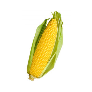 Maíz seco al mejor precio/Maíz amarillo seco/Maíz dulce seco - Product Image 3