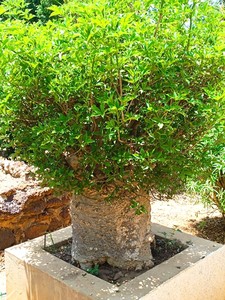 Grandes árboles bonsái de Baobab de 20 a 100 años (huile baobab, feuille) - Product Image 1