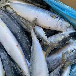 ปลาแมคเคอเรลแช่แข็งคุณภาพสูง IQF อายุการเก็บรักษา 24 เดือน บรรจุภัณฑ์สุญญากาศแบบขายส่ง คุณภาพส่งออก ผู้จัดจำหน่ายอาหารทะเล - Product Image 6