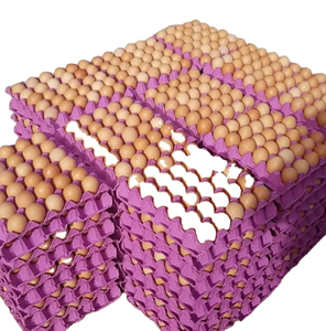 Oeufs de table de poulet conservés biologiques Oeufs à couver frais blancs et bruns Oeuf congelé aliment fertilisé - Product Image 4