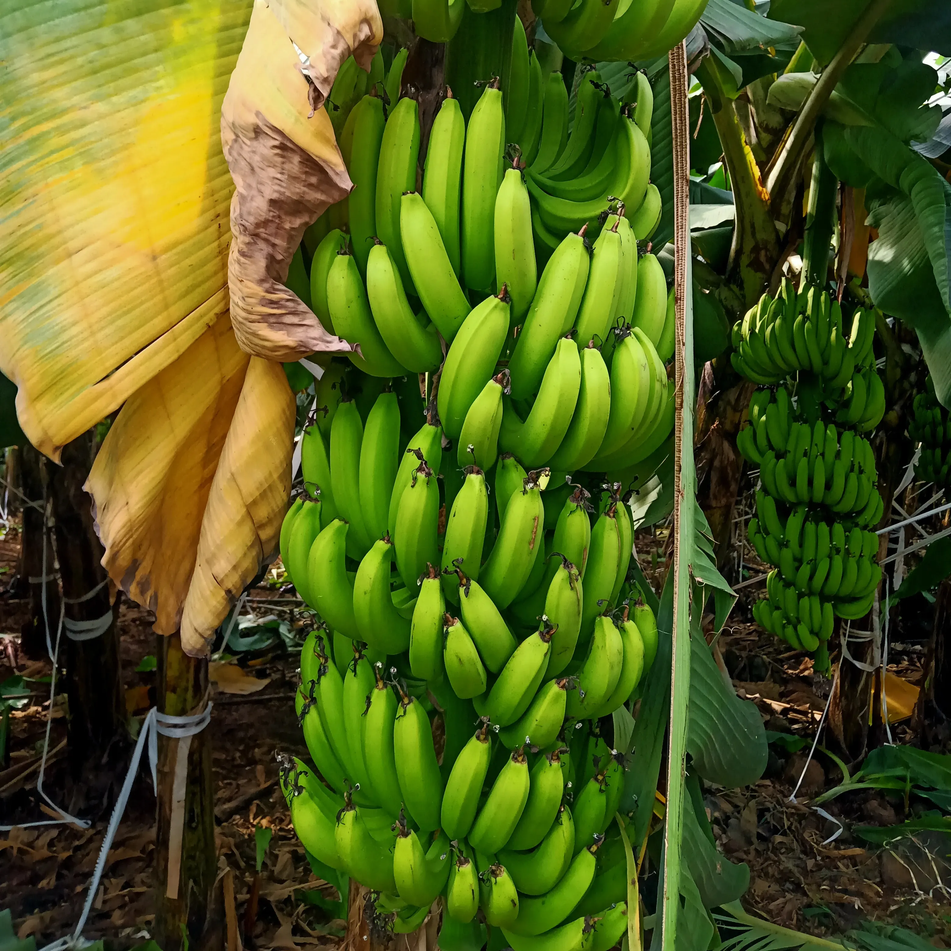 Intero pezzo di banane fresche banane fresche lunghe banane vietnamite fresche cavendish new crop