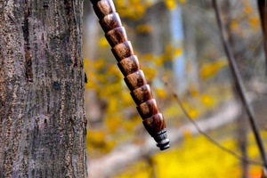 Hacha de acero de Damasco hecha profesionalmente con mango de palisandro con Funda de cuero, servicio OEM y ODM de calidad superior personalizado al por mayor - Product Image 6