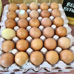 ไข่ไก่สดสีน้ำตาล/ไข่ไก่, ขายในราคาที่ดีที่สุด ไข่ไก่สดสีน้ำตาลจากฟาร์ม - Product Image 5