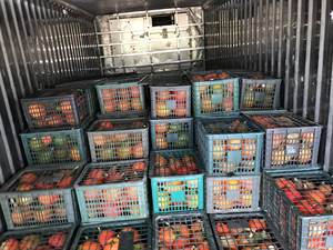 Pulpa de Fruta Gac Orgánica Congelada LQF, Envasada al Vacío, Rica en Vitamina KME con Jarabe, Frescura y Conveniencia Conservadas - Product Image 5