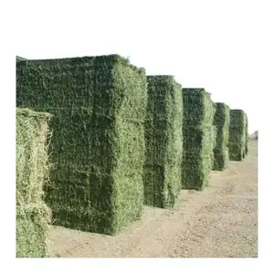 Alfalfa Hay for Animal Feeding /alfalfa hay pellets /Timothy Hay in Bales