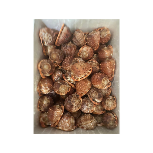 Paquete surtido de conchas marinas para fines educativos Proyectos escolares y actividades de aprendizaje exportador de conchas de Caracol de Vietnam - Product Image 3