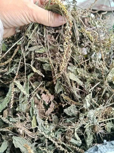 Herbe de plantain séchée, plante entière, Plantago Asiatica, fleur, ingrédient végétal naturel pour le traitement du thé et l'utilisation culinaire traditionnelle - Product Image 6