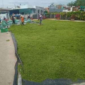 ผงสาหร่ายสีเขียวอบแห้งผงสาหร่ายออแกนิค (ผงสาหร่ายออร์แกนิค) ผงสาหร่ายสีเขียวอบแห้ง/สาหร่าย ulva ในเวียดนาม - Product Image 5