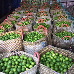 NATURAL LIMA CONGELADA PRODUCTO PREMIUM ORIGEN DE VIETNAM EXPORTACIÓN AL POR MAYOR - Product Image 1