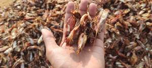 POLVO DE CONCHA DE CAMARÓN SECO AL POR MAYOR DE ALTA CALIDAD PARA EXPORTACIÓN DESDE VIETNAM - Product Image 2