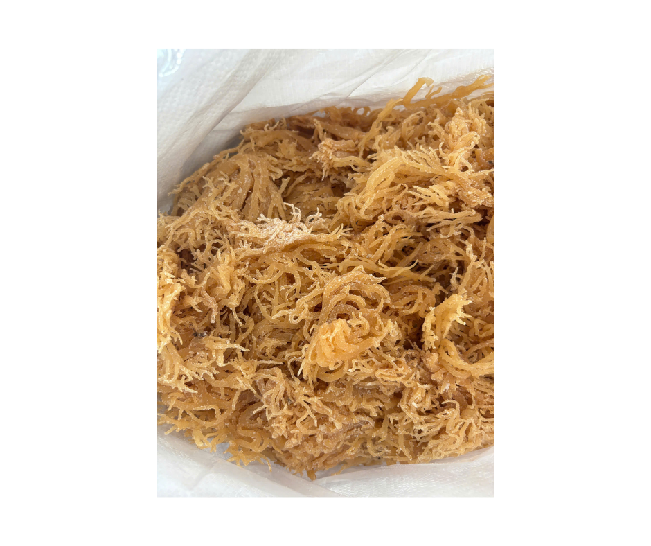 Premium Cottonii Seaweed from Vietnam - Freshly Harvested for High-Quality Gel Production and Nutritional Use