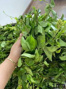 Hierba de Hoja de Río Seca Natural Premium para Té de Hierbas y Uso Artesanal, Suministro a Granel de Origen/ Sra. Lima - Product Image 5