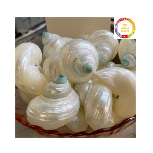 เทอร์โบขัดเงาแบบพรีเมี่ยมสำหรับตกแต่งตู้ปลาชิ้นกลางงานแต่งงานและการออกแบบตกแต่งภายใน - Product Image 3