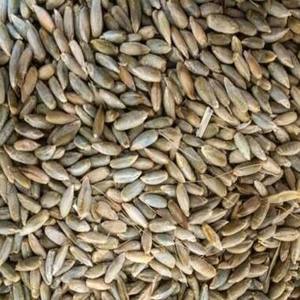 Graines de seigle séchées biologiques de haute qualité pour l'agriculture, origine américaine, durée de conservation de 24 mois, en vente - Product Image 1