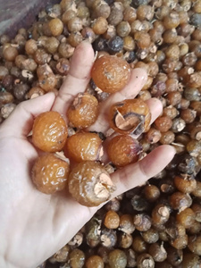 Bayas de Jabón Secas Enteras Orgánicas de Vietnam Sin Semillas con Empaque OEM en Bolsa de Lona, el Color se Intensifica con el Tiempo - Product Image 2
