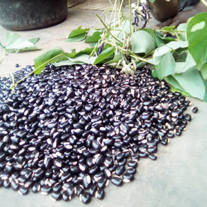 Extracto Herbal de Mucuna Pruriens Silvestre 80% Especificación Todas las Estaciones - Product Image 1