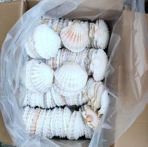Artisanat de décoration très bien noté et plus Découvrez les coquilles Saint-Jacques parfaites pour l'artisanat Coquilles Saint-Jacques 2024 - Product Image 6