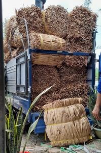 Materia prima natural de precio barato de Vietnam-Jacinto de agua seca para hacer artesanías-Grandes cantidades para exportación - Product Image 3