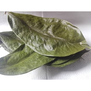 ใบทุเรียนเทศแห้งใบ Annona muricata ทำจาก100% ออร์แกนิก - Product Image 4