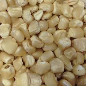 Maíz Blanco Seco No Glutinoso, Listo para Exportación, 24 Meses de Vida Útil, Uso Industrial y Nutricional, Origen Tailandia, Envío a Todo el Mundo - Product Image 4