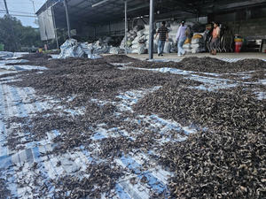 Champignon d'oreille en bois séché du Vietnam champignon noir tige entière coupée hachée à vendre fournisseur de qualité exportateur direct - Product Image 5