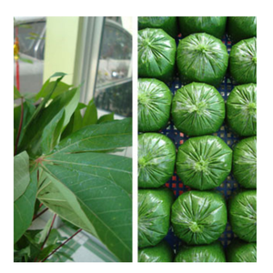 HOJA DE YUCA CONGELADA ORIGEN DE VIETNAM BIEN LIMPIA Y EMPAQUETADA LISTA PARA USAR PARA INDUSTRIA ALIMENTARIA MERCADO AL POR MENOR O AL POR MAYOR - Product Image 4