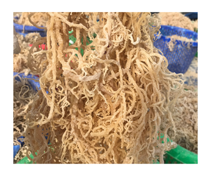 Superaliment polyvalent en mousse de mer séchée végétalienne: Mousse de mer irlandaise séchée en mousse de mer pour salade de mousse de mer - Product Image 1