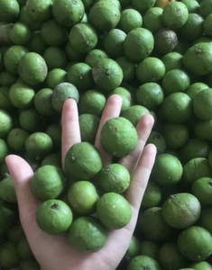 <b>FROZEN</b> <b>FRUIT</b> <b>Frozen</b> Dracontomelon IQF Quick <b>Frozen</b> Green <b>Fruit</b> - Product Image 2