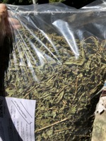 Feuilles de stévia séchées du Vietnam, qualité thé aux herbes, en vrac pour l'exportation