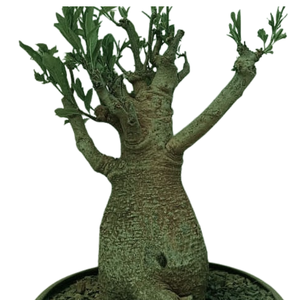 Baobab bonsaï VIP de 20 à 25 ans (huile de baobab, feuilles, poudre) - Product Image 6
