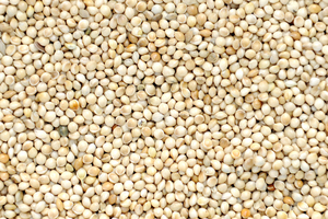 Millet vert pur du pakistan de haute qualité 100% à vendre en vrac - Product Image 5