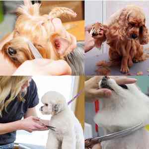 Puntas redondas de seguridad de acero inoxidable Tijeras de aseo para mascotas 6 'Kits de tijeras de aseo para perros a la venta Tijeras de aseo para mascotas - Product Image 6