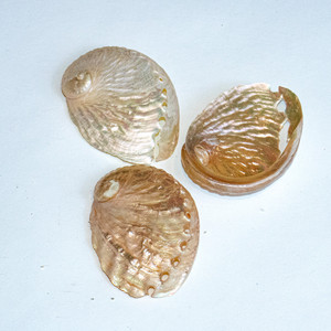 Conchas de abulón naturales sin procesar para decoración del hogar y manualidades. - Product Image 1